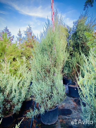 Можжевельник блю эрроу 150 см