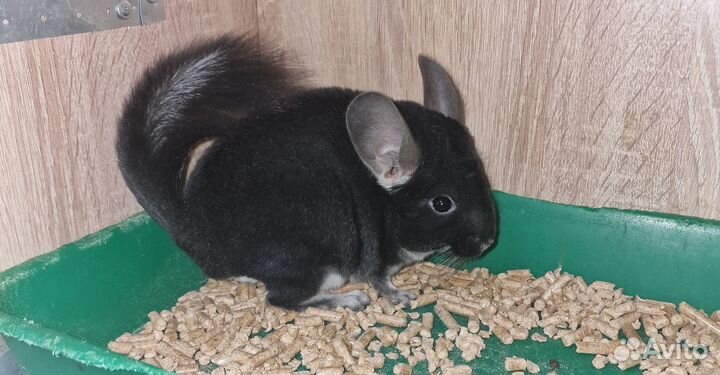 Шиншилла окраса черный жемчуг