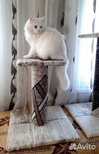 Когтеточка