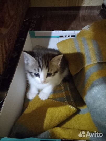 Котята в добрые руки бесплатно