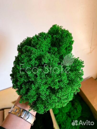 Королевский ягель классический