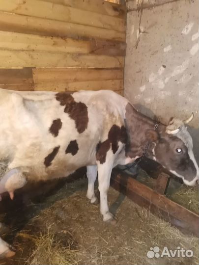 Продажа коров
