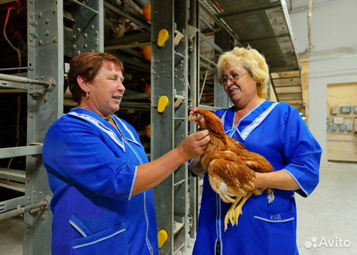 Работа на птицефабрике: операционист Челябинск