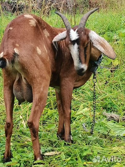 Англо нубийские козлята