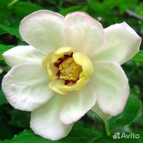 Каликант китайский, декоративный кустарник, семена