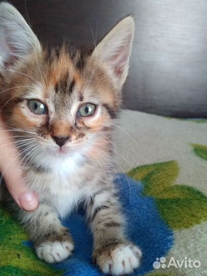Отдам котят