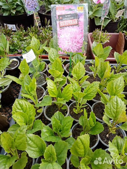 Астры рассада