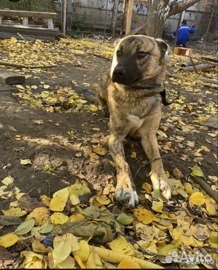 Собака в добрые руки отдам бесплатно