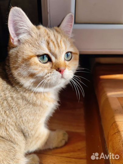 Британская кошка