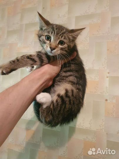 Котенок мальчик в добрые руки