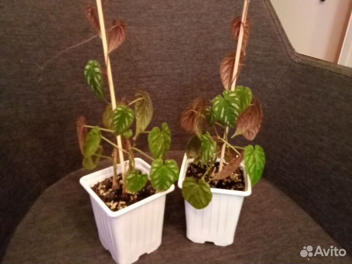 Циссус -дисколор