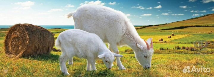 Корм для домашних и сх животных и птиц