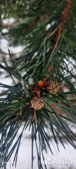 Для Валентина