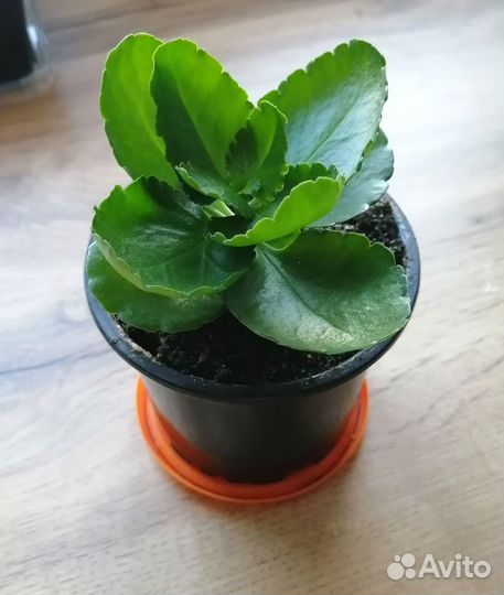 Каланхоэ махровый каландива