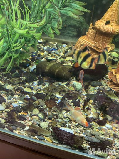 Продаются раки аквариумные