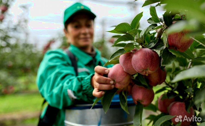 Требуется Сборщик