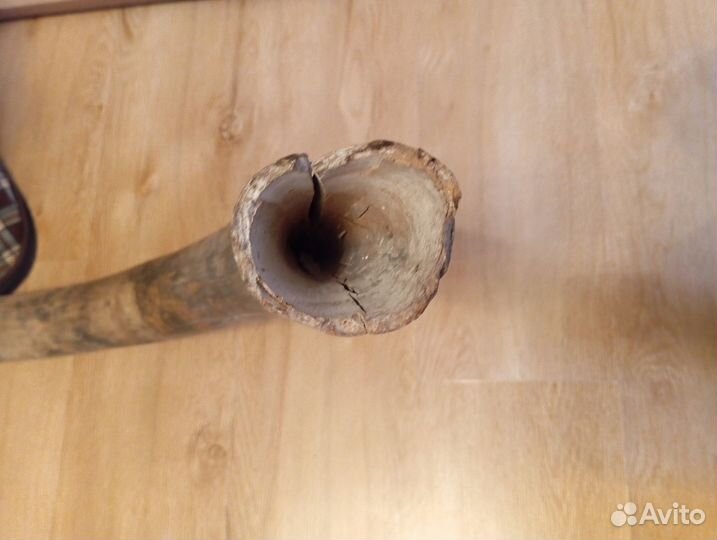 Продам бивень мамонта