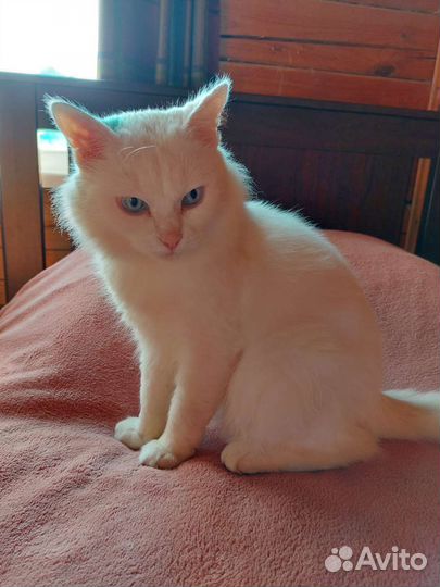 Ангорского глухого котика оставляют на погибель