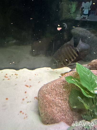 Продам пару северумов