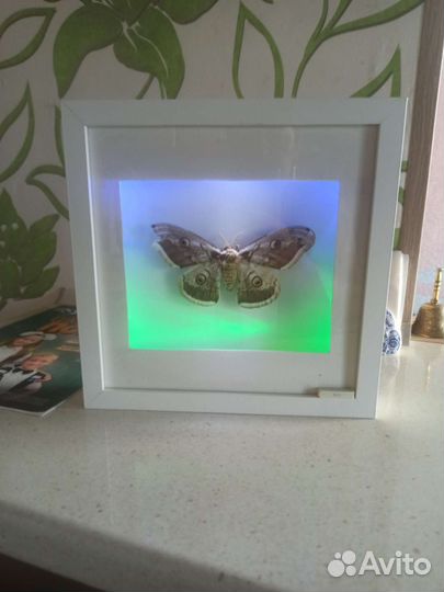 Картина с подсветкой с мотыльком