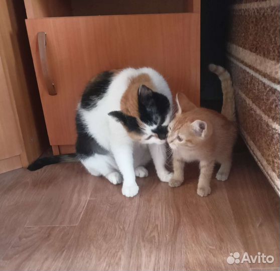 Котенок