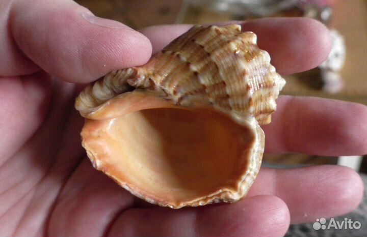 Морские ракушки раковины