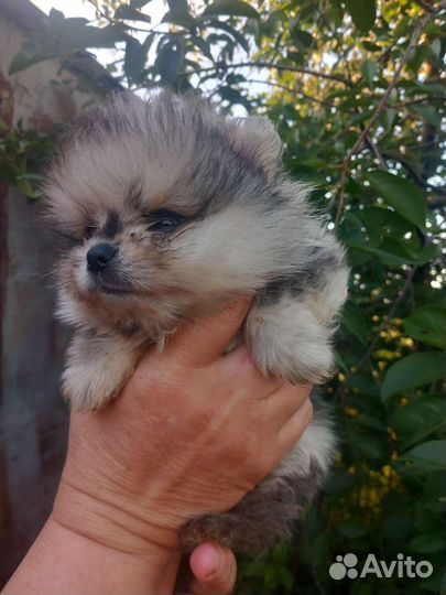 Микро померанец