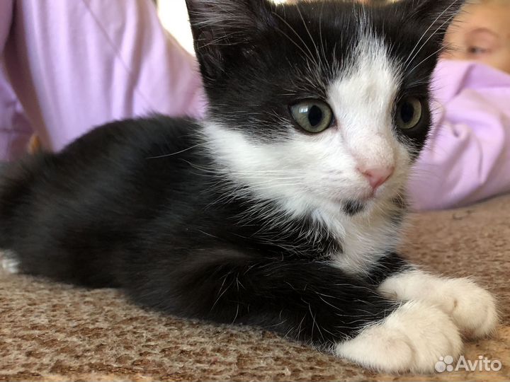 Кошка котёнок котята