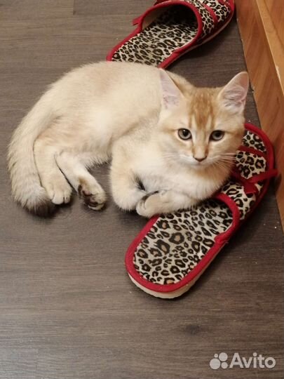 Передержка котов (кошек)