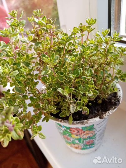 Тимьян лимонный, душица садовая, мята апельсин