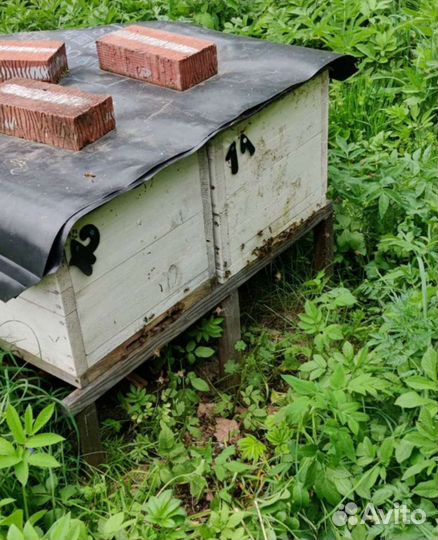 Три пчелиные семьи