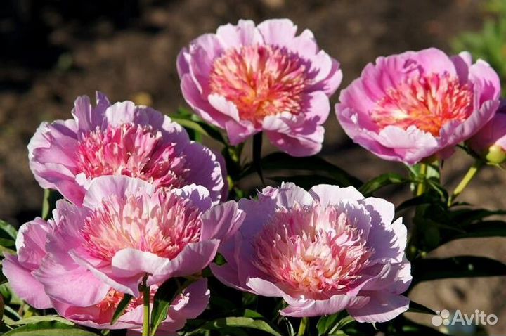 Пионы из моего сада