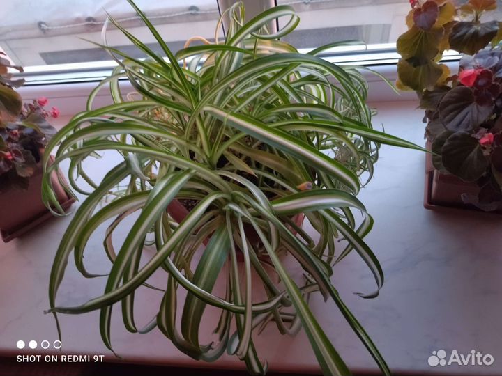 Хлорофитум