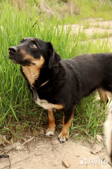 Душенька в добрые руки