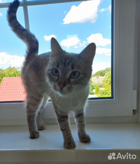 Кошечка Сима