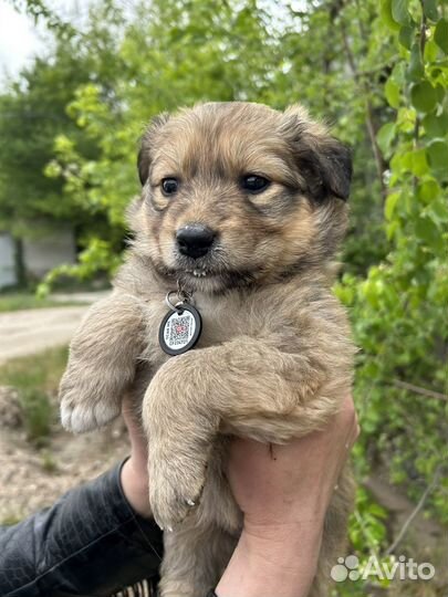 Щенок в добрые руки