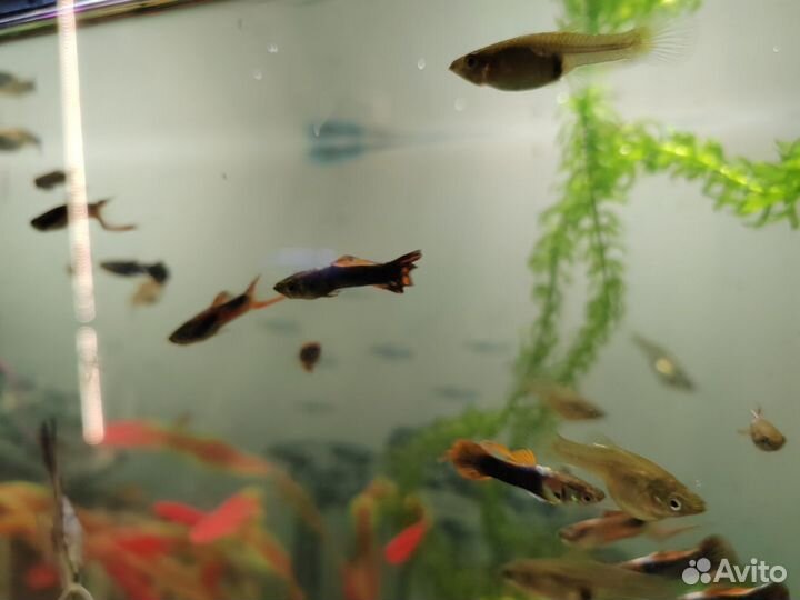 Гуппи эндлера, ампулярии