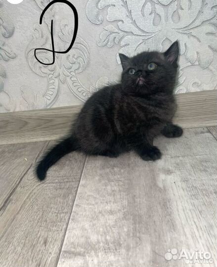 Шотландские котята