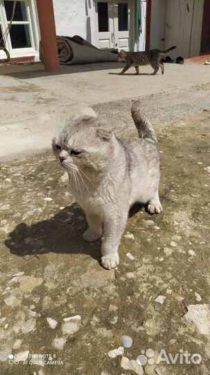 Домашние животные кошки