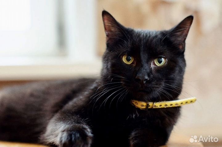 Кот в добрые руки