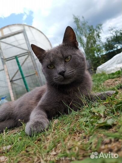 Котята в добрые руки бесплатно мальчики девочка