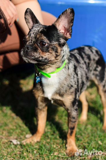 Вязка франзузский бульдог/чихуа