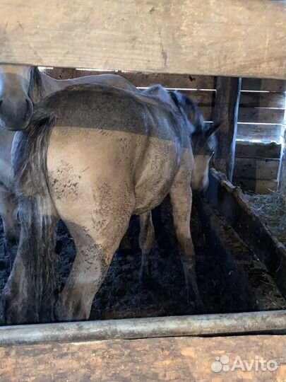 Лошади с откорма