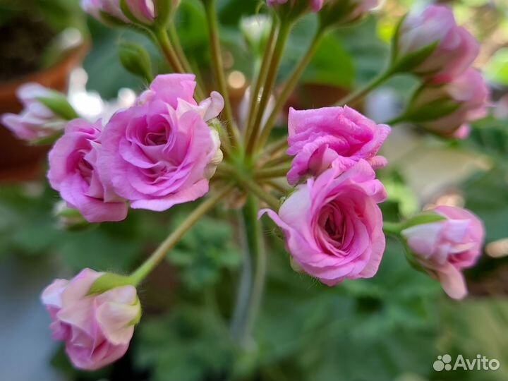 Пеларгония герань