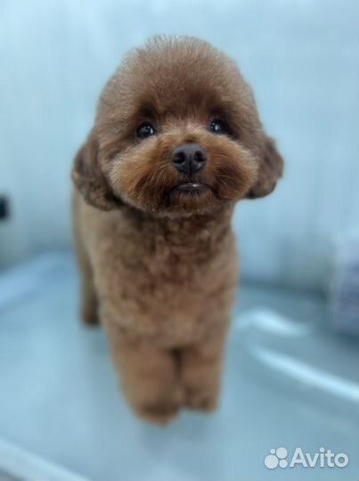 Бесплатная стрижка собак