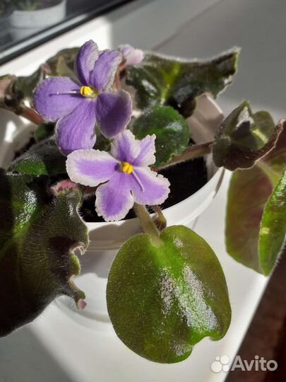 Фиалка в горшке