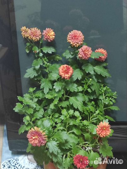 Комнатные цветы