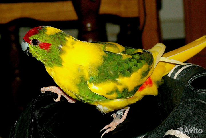 Попугайчики какарики