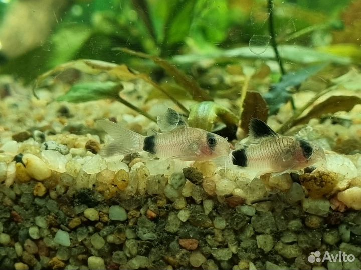 Аквариумные рыбки, улитки