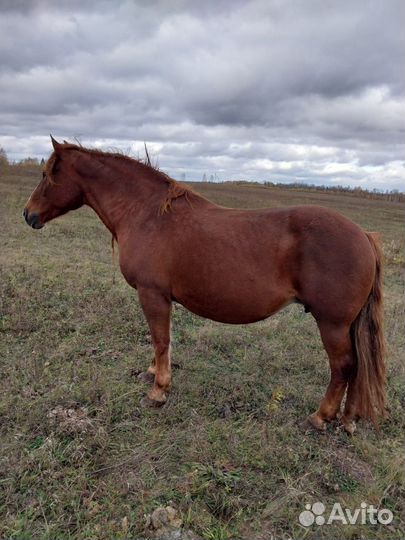 Русский тяжеловоз